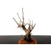 Photo7: Prunus mume (Japanese Flowering Apricot) / Ume "Kagoshima Kobai" / Middle size Bonsai 