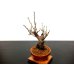 Photo5: Prunus mume (Japanese Flowering Apricot) / Ume "Kagoshima Kobai" / Middle size Bonsai 