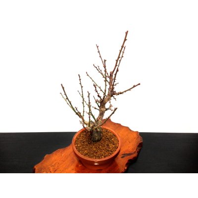 Photo5: Prunus mume (Japanese Flowering Apricot) / Ume "Osakazuki" / Middle size Bonsai