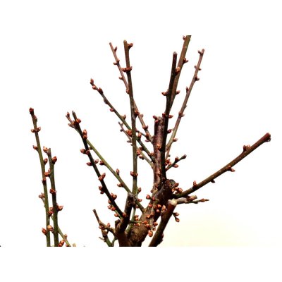 Photo7: Prunus mume (Japanese Flowering Apricot) / Ume "Osakazuki" / Middle size Bonsai