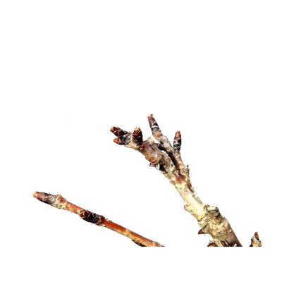 Photo3: Prunus lannesiana sekiyama "Kanzan" (Cherry Tree) / Sakura / Small size Bonsai