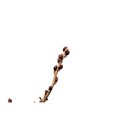 Photo3: Wisteria floribunda (Japanese wisteria) / Fuji / Middle size Bonsai 