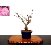 Prunus lannesiana sekiyama "Kanzan" (Cherry Tree) / Sakura / Small size Bonsai