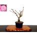 Photo1: Prunus lannesiana sekiyama "Kanzan" (Cherry Tree) / Sakura / Small size Bonsai (1)