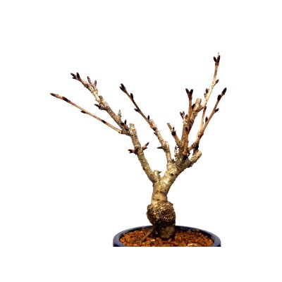 Photo4: Prunus lannesiana sekiyama "Kanzan" (Cherry Tree) / Sakura / Small size Bonsai