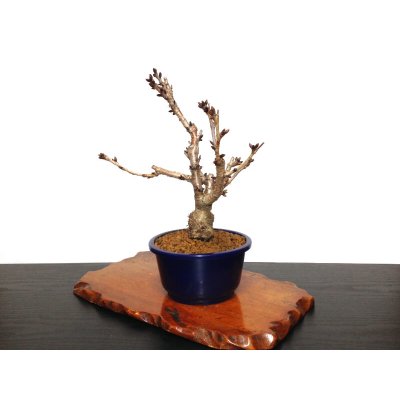 Photo6: Prunus lannesiana "Asahiyama" (Cherry Tree) / Sakura / Middle size Bonsai