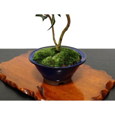 Photo7: Camellia japonica "Shiro Kujaku" (Japanese camellia) / Tsubaki / Middle size Bonsai