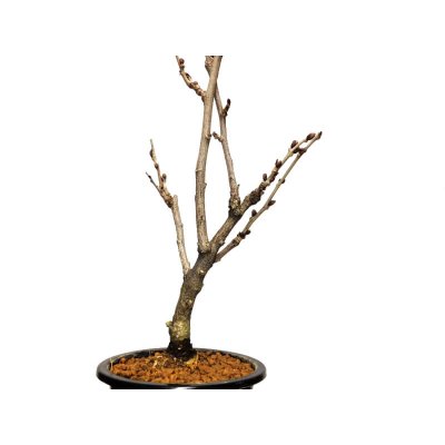 Photo5: Wisteria floribunda (Japanese wisteria) / Fuji / Middle size Bonsai 