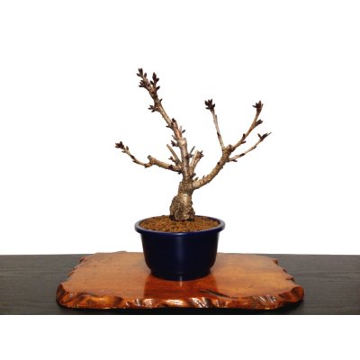 Photo8: Prunus lannesiana "Asahiyama" (Cherry Tree) / Sakura / Middle size Bonsai