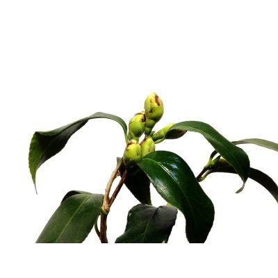 Photo8: Camellia japonica "Shiro Kujaku" (Japanese camellia) / Tsubaki / Middle size Bonsai