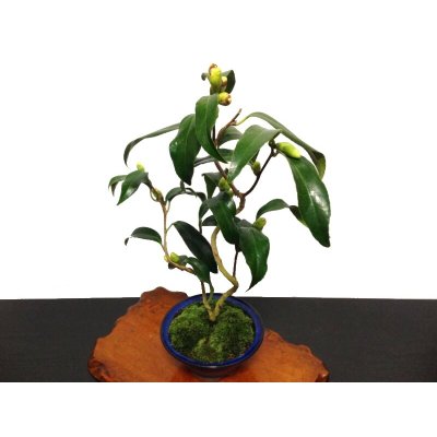 Photo6: Camellia japonica "Shiro Kujaku" (Japanese camellia) / Tsubaki / Middle size Bonsai