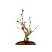 Photo5: Prunus lannesiana "Asahiyama" (Cherry Tree) / Sakura / Small size Bonsai