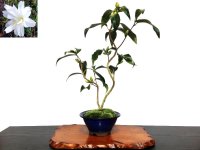 Camellia japonica "Shiro Kujaku" (Japanese camellia) / Tsubaki / Middle size Bonsai