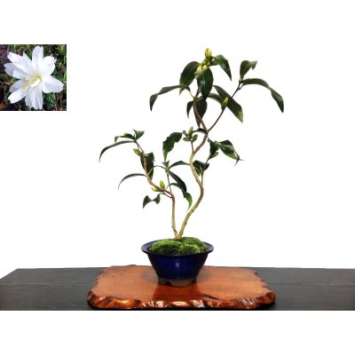 Photo1: Camellia japonica "Shiro Kujaku" (Japanese camellia) / Tsubaki / Middle size Bonsai