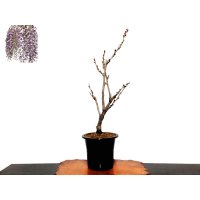Wisteria floribunda (Japanese wisteria) / Fuji / Middle size Bonsai 