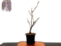 Wisteria floribunda (Japanese wisteria) / Fuji / Middle size Bonsai 