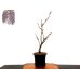 Photo1: Wisteria floribunda (Japanese wisteria) / Fuji / Middle size Bonsai  (1)