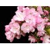 Photo2: Prunus lannesiana "Asahiyama" (Cherry Tree) / Sakura / Small size Bonsai (2)
