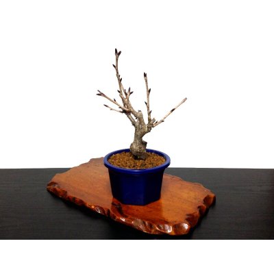 Photo6: Prunus lannesiana "Asahiyama" (Cherry Tree) / Sakura / Small size Bonsai