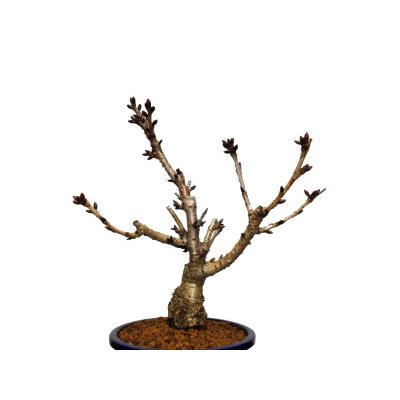 Photo5: Prunus lannesiana "Asahiyama" (Cherry Tree) / Sakura / Middle size Bonsai