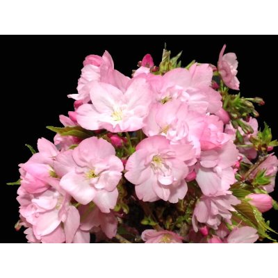 Photo3: Prunus lannesiana "Asahiyama" (Cherry Tree) / Sakura / Small size Bonsai