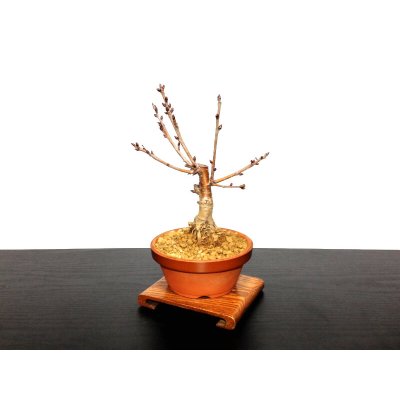 Photo4: Prunus pseudo-cerasus (Cherry) / Sakuranbo / Small size Bonsai