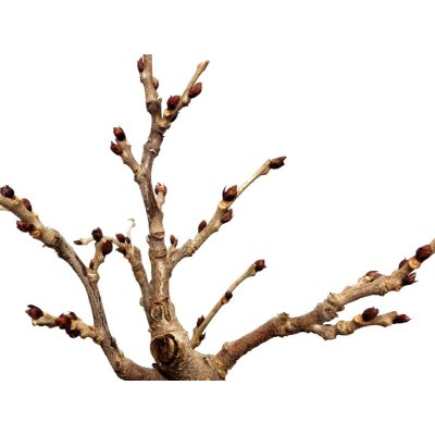 Photo7: Wisteria floribunda (Japanese wisteria) / Fuji / Middle size Bonsai 