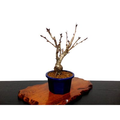 Photo5: Prunus lannesiana sekiyama "Kanzan" (Cherry Tree) / Sakura / Small size Bonsai