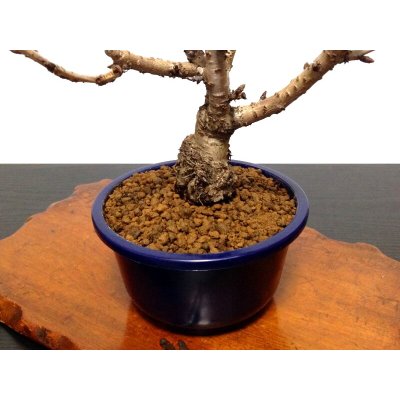 Photo7: Prunus lannesiana "Asahiyama" (Cherry Tree) / Sakura / Middle size Bonsai