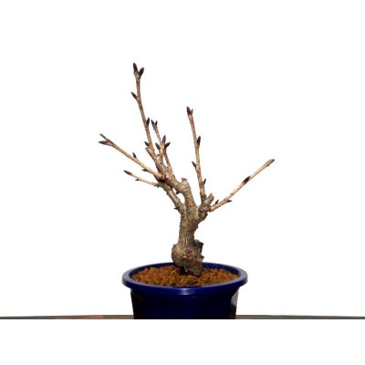 Photo9: Prunus lannesiana "Asahiyama" (Cherry Tree) / Sakura / Small size Bonsai