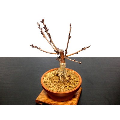 Photo6: Prunus pseudo-cerasus (Cherry) / Sakuranbo / Small size Bonsai