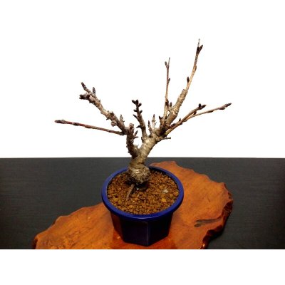 Photo7: Prunus lannesiana sekiyama "Kanzan" (Cherry Tree) / Sakura / Small size Bonsai