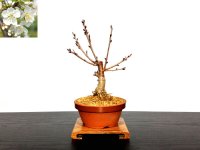 Prunus pseudo-cerasus (Cherry) / Sakuranbo / Small size Bonsai