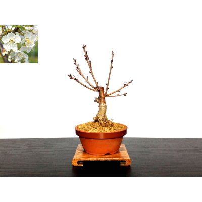Photo1: Prunus pseudo-cerasus (Cherry) / Sakuranbo / Small size Bonsai