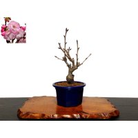 Prunus lannesiana "Asahiyama" (Cherry Tree) / Sakura / Small size Bonsai