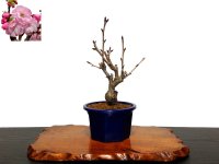 Prunus lannesiana "Asahiyama" (Cherry Tree) / Sakura / Small size Bonsai