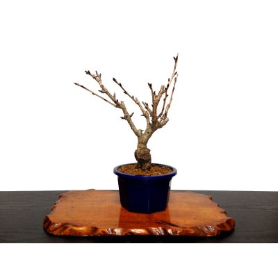 Photo8: Prunus lannesiana sekiyama "Kanzan" (Cherry Tree) / Sakura / Small size Bonsai