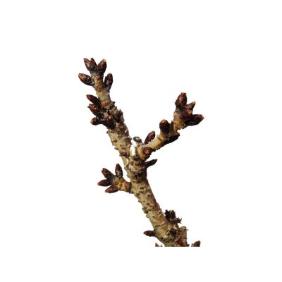 Photo4: Prunus lannesiana "Asahiyama" (Cherry Tree) / Sakura / Middle size Bonsai