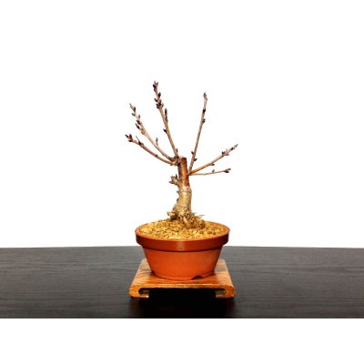 Photo7: Prunus pseudo-cerasus (Cherry) / Sakuranbo / Small size Bonsai