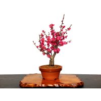 Prunus mume (Japanese Flowering Apricot) / Ume "Osakazuki" / Middle size Bonsai