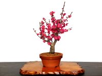 Prunus mume (Japanese Flowering Apricot) / Ume "Osakazuki" / Middle size Bonsai
