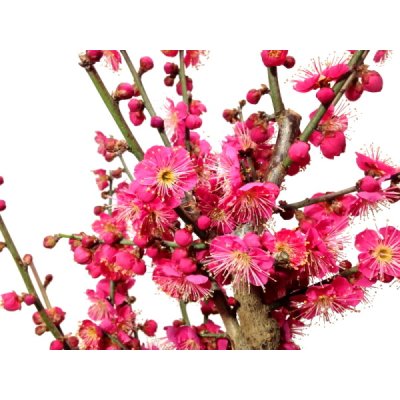 Photo9: Prunus mume (Japanese Flowering Apricot) / Ume "Osakazuki" / Middle size Bonsai