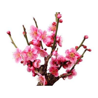 Photo2: Prunus mume (Japanese Flowering Apricot) / Ume "Shinonome" / Middle size Bonsai