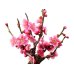 Photo2: Prunus mume (Japanese Flowering Apricot) / Ume "Shinonome" / Middle size Bonsai (2)
