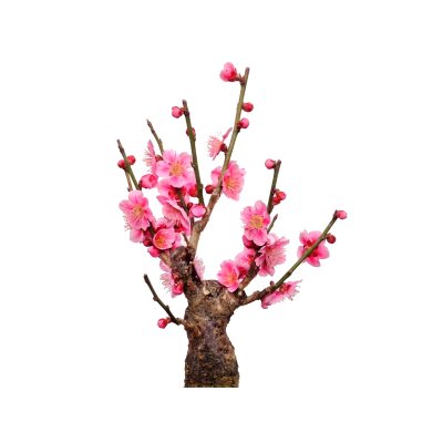 Photo5: Prunus mume (Japanese Flowering Apricot) / Ume "Shinonome" / Middle size Bonsai