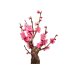 Photo5: Prunus mume (Japanese Flowering Apricot) / Ume "Shinonome" / Middle size Bonsai