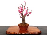 Prunus mume (Japanese Flowering Apricot) / Ume "Shinonome" / Middle size Bonsai