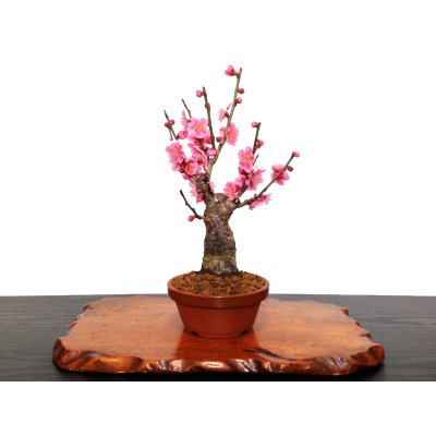 Photo1: Prunus mume (Japanese Flowering Apricot) / Ume "Shinonome" / Middle size Bonsai
