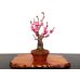 Photo1: Prunus mume (Japanese Flowering Apricot) / Ume "Shinonome" / Middle size Bonsai (1)