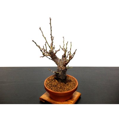 Photo6: Prunus mume (Japanese Flowering Apricot) / Ume "Shinonome" / Middle size Bonsai